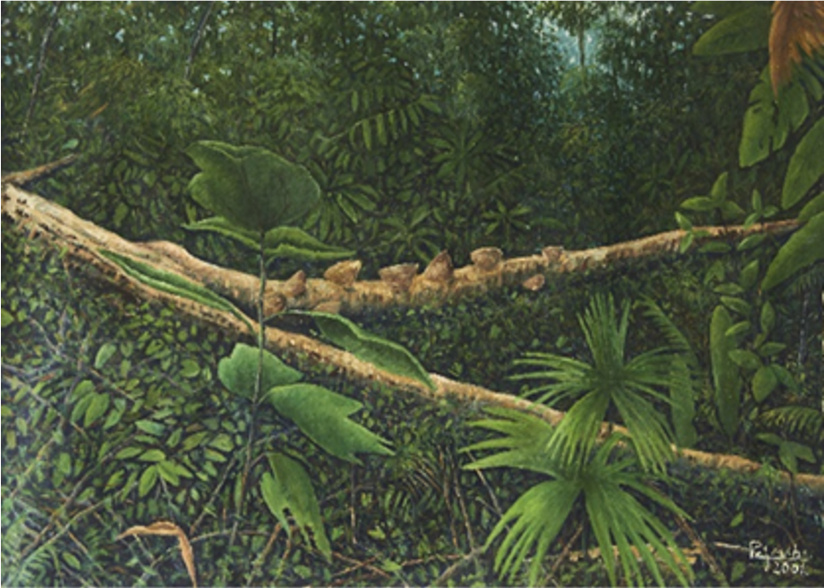 Expresiones de la Tierra